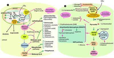 Uncovering Potential Applications of Cyanobacteria and Algal Metabolites in Biology, Agriculture and Medicine: Current Status and Future Prospects